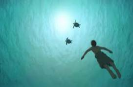 The Red Turtle 2016